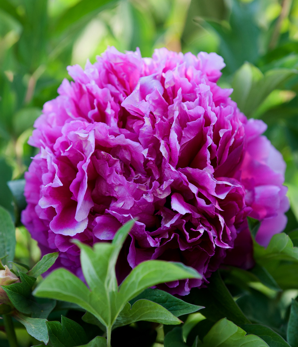 Tree peony - Purple shawl (Ge Jin Zi) | Centro Botanico Moutan